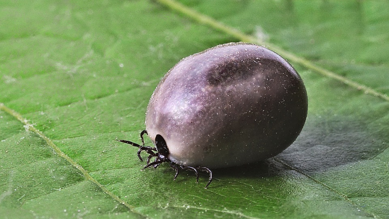 Maladie de Lyme