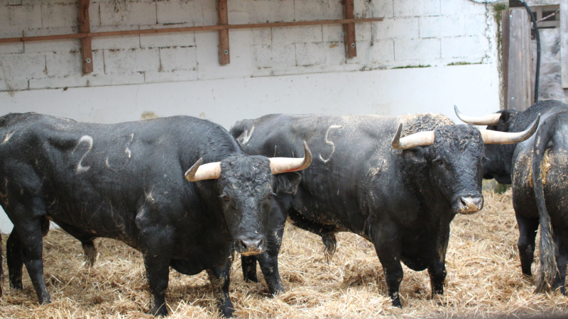 Visite des toros pour la feria 2019