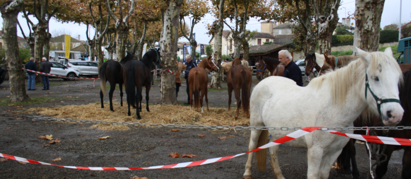 La Foire du 11 Novembre de Riscle fête cette année ses 20 ans sur le thème «du pré à l'assiette»