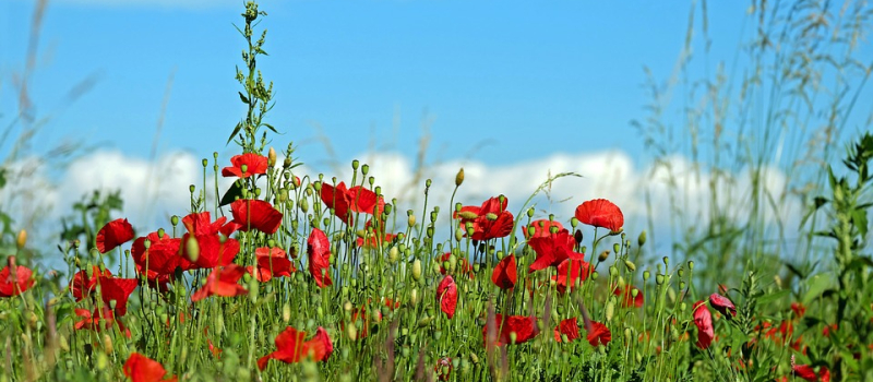 Nous voulons des coquelicots