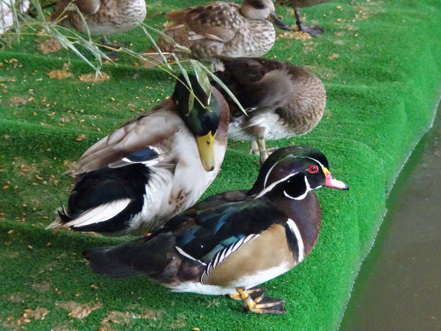 Les canards d'ornement sont toujours les vedettes de cette expo 