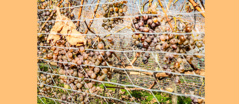 25èmes vendanges de l’Hivernal à Crouseilles  et Arrosès