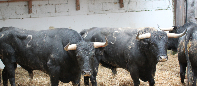 Les ganaderias pour la feria de Pentecôtavic du 8 au 10 juin