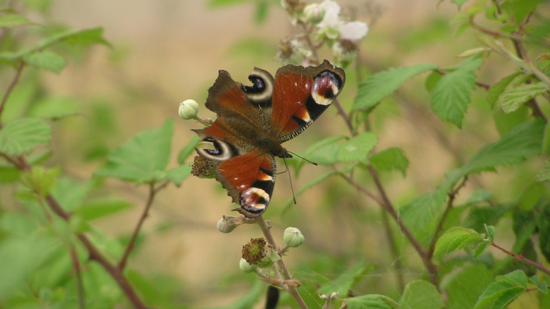 L’Atlas de la Biodiversité Intercommunale se poursuit