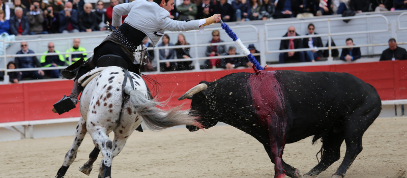 Corrida portugaise à Cazaubon - Réflexions du comité