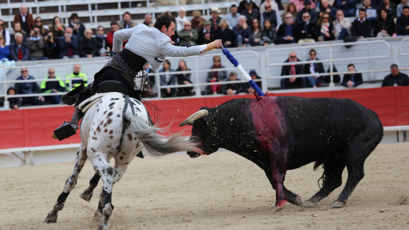 Corrida portugaise à Cazaubon - Réflexions du comité
