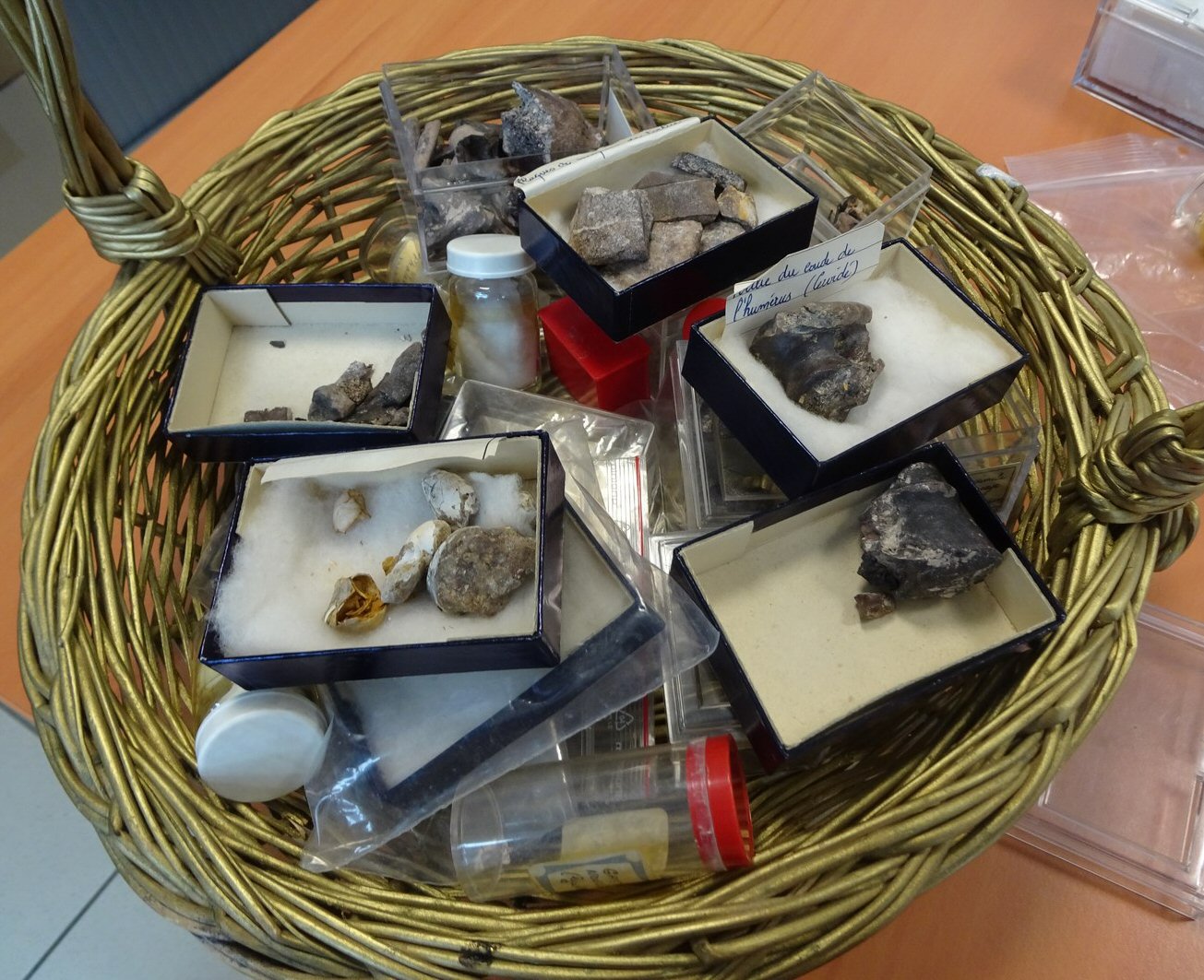 Un lot de fossiles qui étaient stockés au collège de l'Astarac à Mirande 
