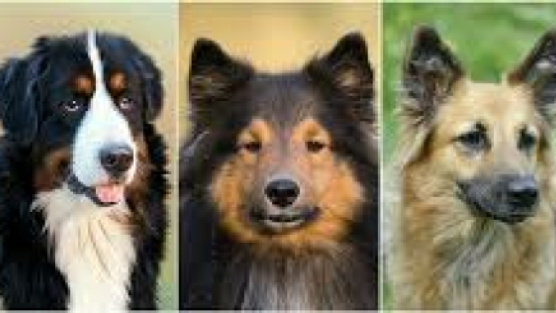 Les chiens préférés des français