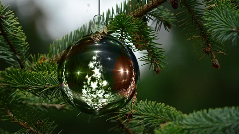 Votre sapin de Noël ... il peut encore être utile