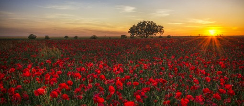 L'association "Nous voulons des coquelicots" pour l'interdiction des pesticides