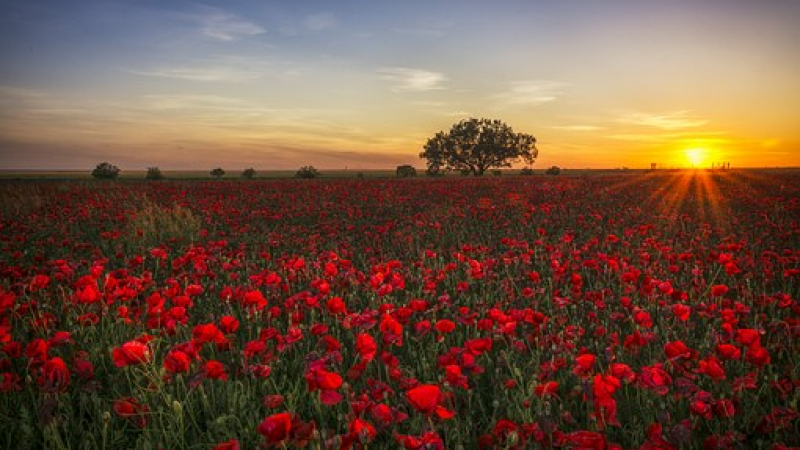 L'association "Nous voulons des coquelicots" pour l'interdiction des pesticides