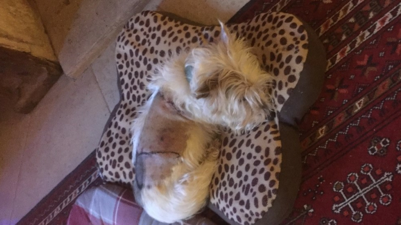 Au lac de Plaisance, les chiens sont pourtant interdits !