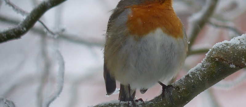 Du bio pour nos oiseaux
