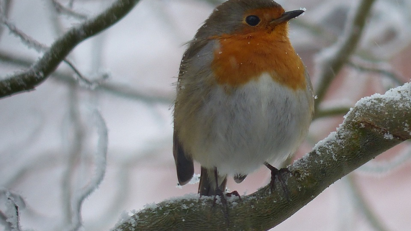 Du bio pour nos oiseaux