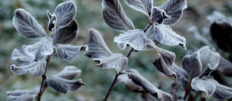 Avis de grand froid 