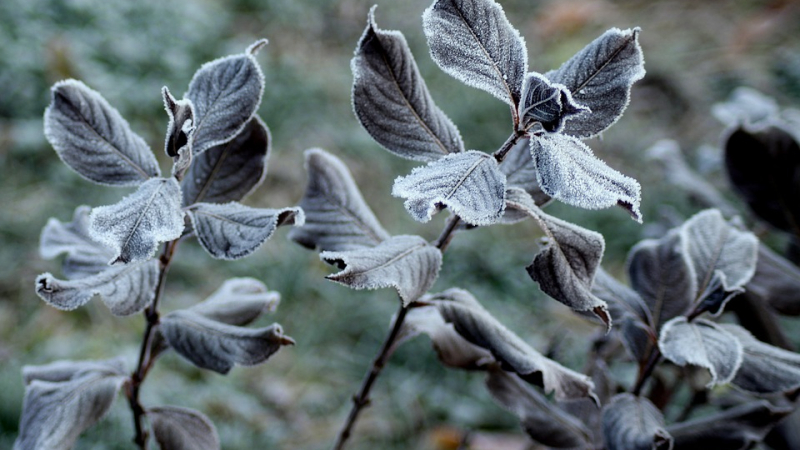 Avis de grand froid 