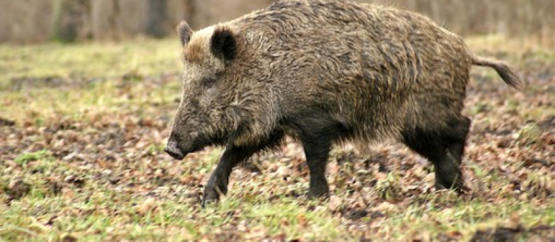 Peste porcine africaine les sangliers en point de mire à la frontière Belge
