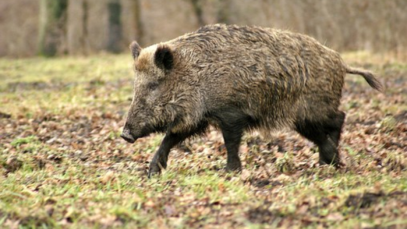 Peste porcine africaine les sangliers en point de mire à la frontière Belge