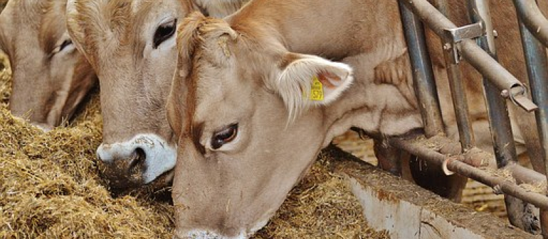 Le bien être animal fait débat