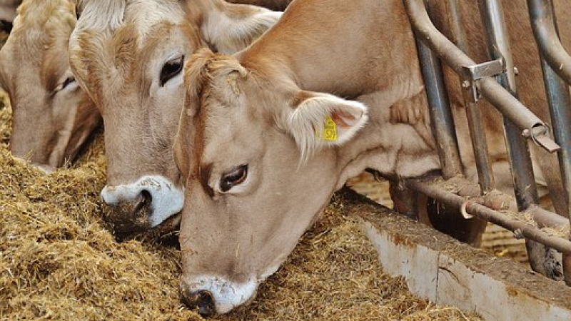 Le bien être animal fait débat