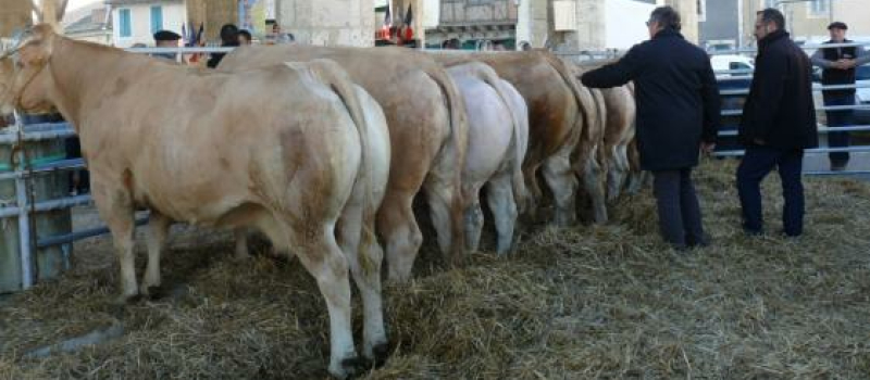 Foire aux veaux : les inscriptions sont lancées