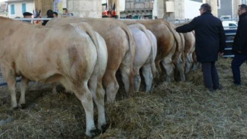 Foire aux veaux : les inscriptions sont lancées