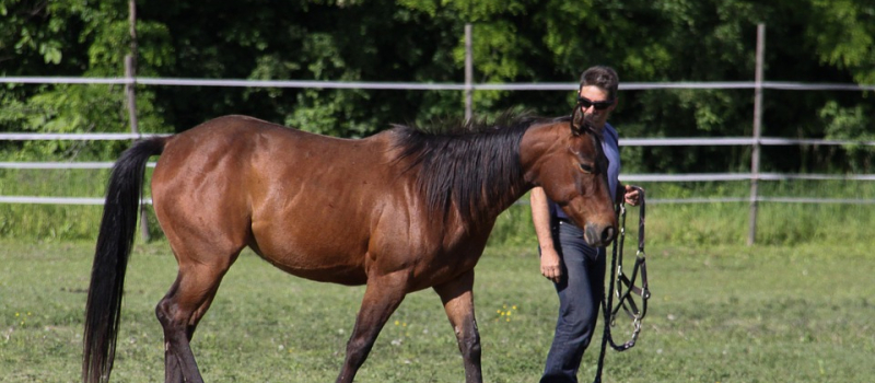 Formation sur le dressage du cheval