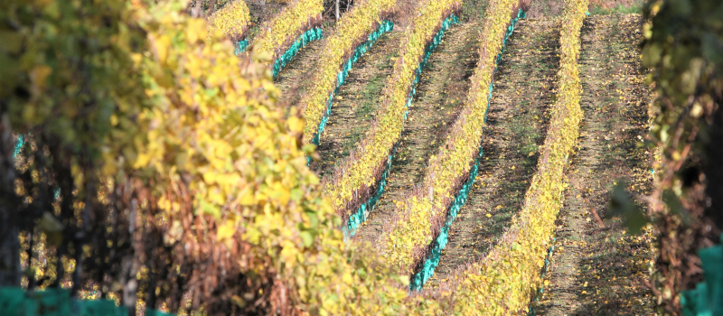 Vignobles : la flavescence dorée sous contrôle