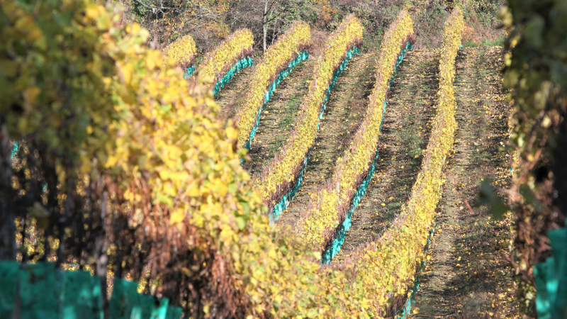 Vignobles : la flavescence dorée sous contrôle