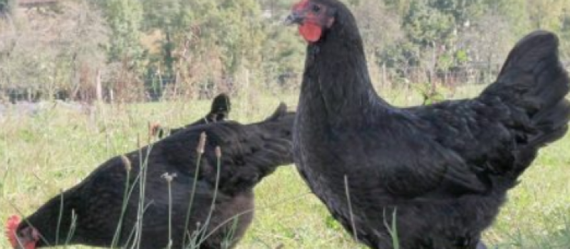 Poule au pot: renaissance d'un plat mythique