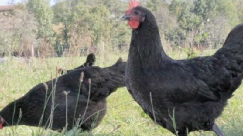 Poule au pot: renaissance d'un plat mythique