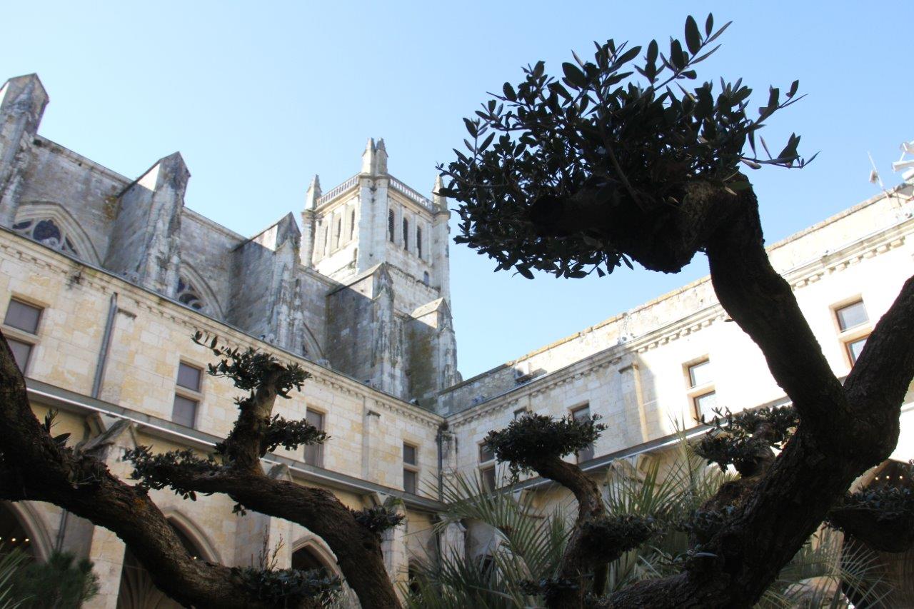 Un arbre très vieux mais plutôt un olivier... qu'un cèdre !