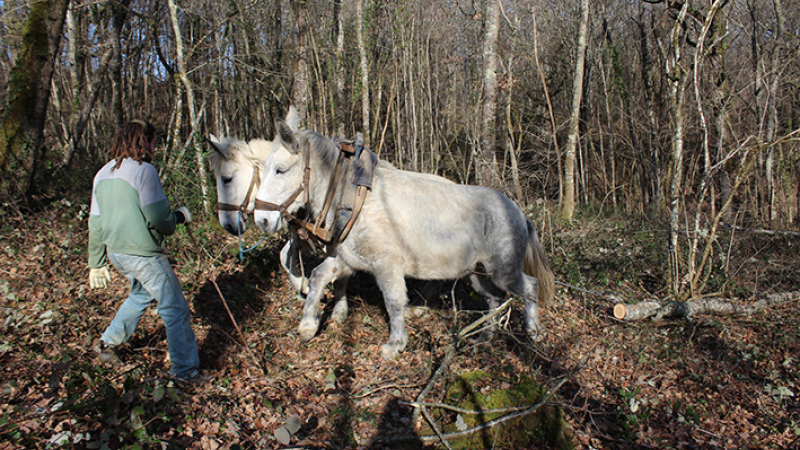 Foret : Une exploitation écologique