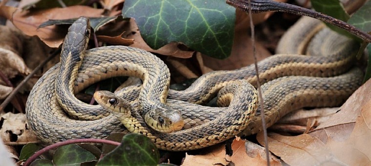 garter-snakes-941321_960_720.jpg