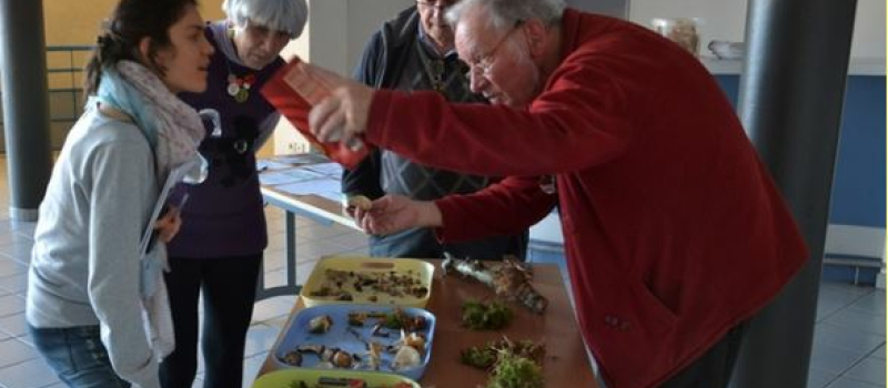 Tout savoir ou presque sur les champignons saprophytes