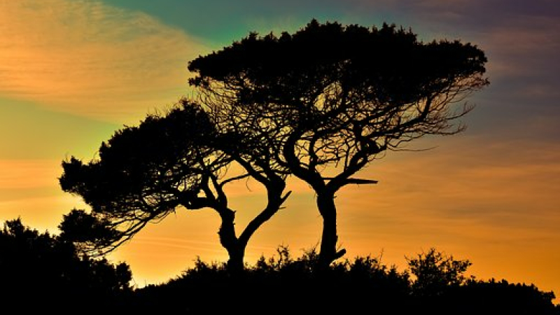 Lecture à voix haute 2019 : les arbres