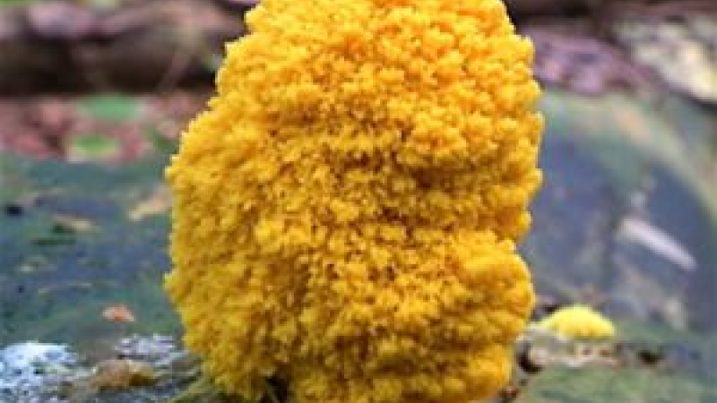 Mais qui est donc ce fameux "Blob" ?...