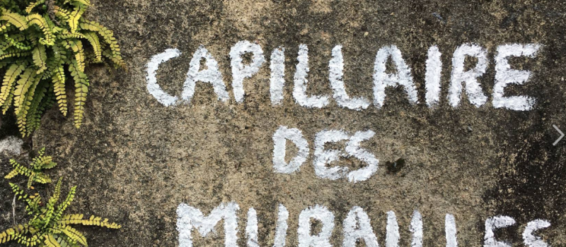 Capillaire des murailles, orpin, pariétaire de judée