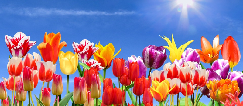 Générations  Mouvement  participe à l'action « Tulipes contre le cancer »