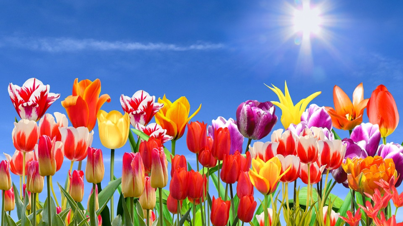 Générations  Mouvement  participe à l'action « Tulipes contre le cancer »