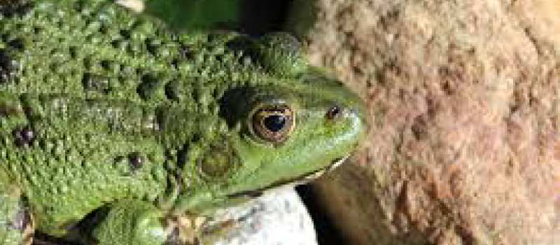Fréquence Grenouilles
