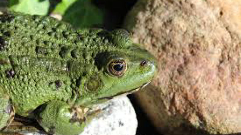 Fréquence Grenouilles