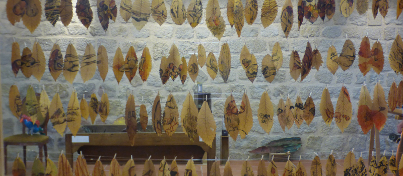 Exposition Traces, cabinet de Curiosités