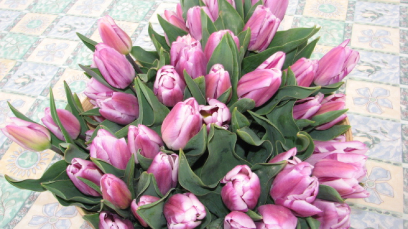  Des tulipes en aide contre le cancer