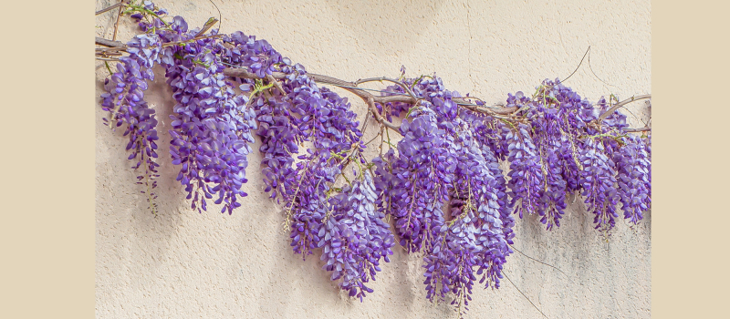 Une omelette de fleurs de glycine fraîches à Toujouse  