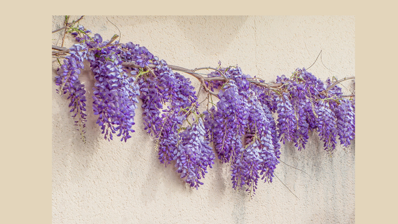 Une omelette de fleurs de glycine fraîches à Toujouse  