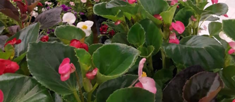 Nouvelle formule pour le marché aux fleurs
