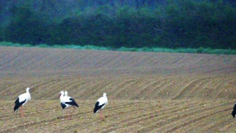 Les cigognes sont de retour