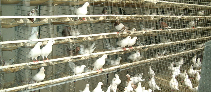 Balade de ferme en ferme