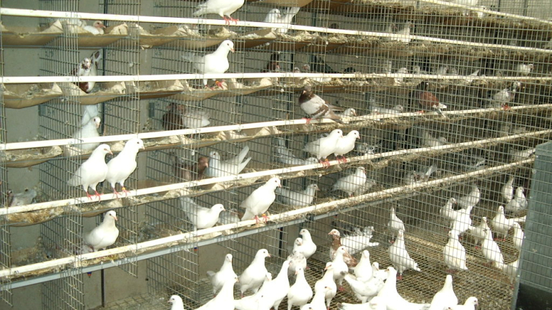 Balade de ferme en ferme